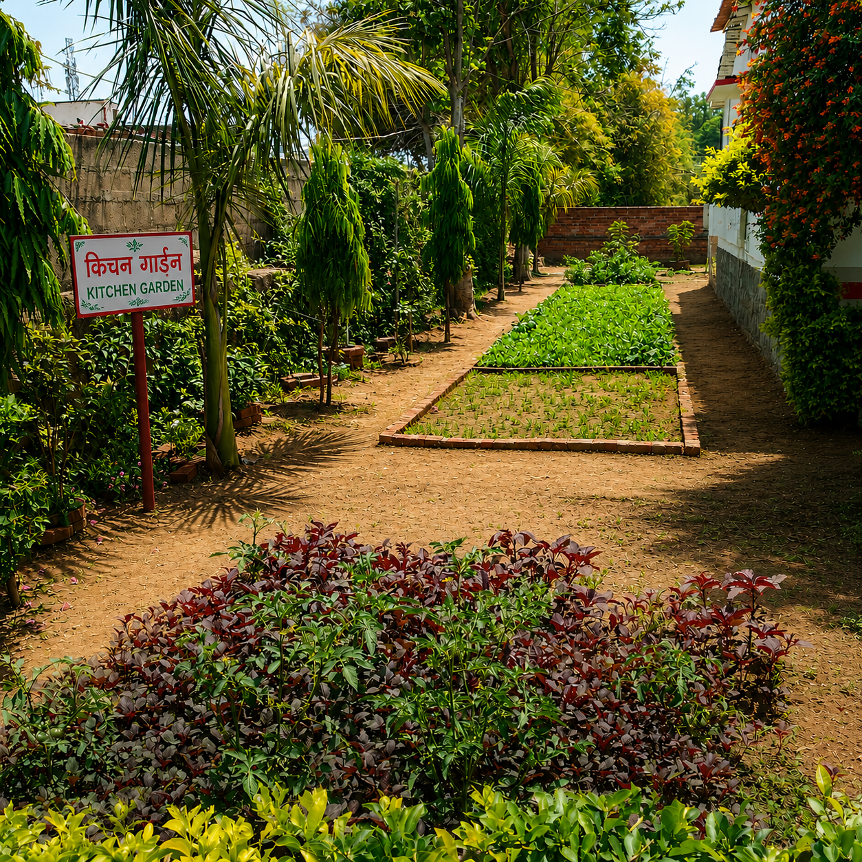 Kitchen garden at Nature's Lap Resort with raised beds of coriander, spinach and seasonal greens
